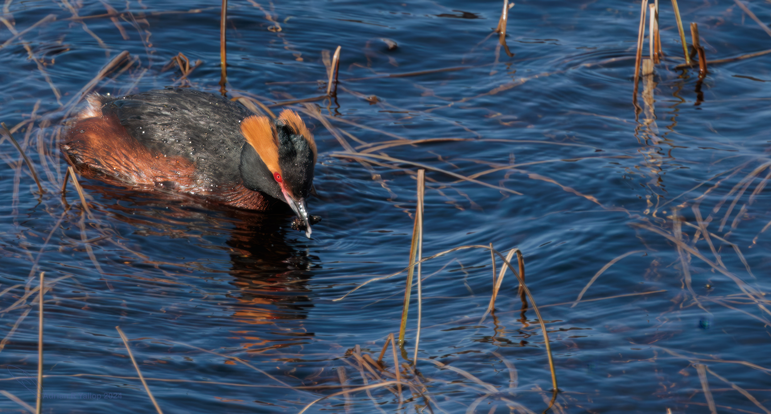 Podiceps auritus
